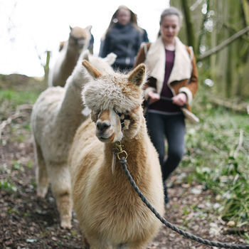 60 Minute Walk With Alpacas Experience, 2 of 8